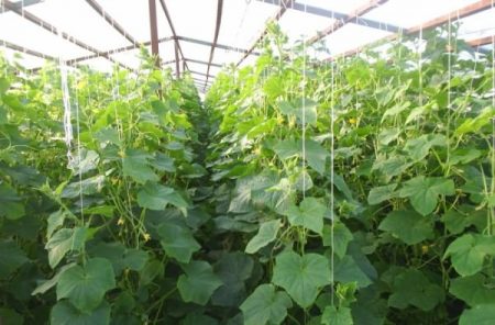 Mga pipino sa isang polycarbonate greenhouse: pagtatanim at pangangalaga, pagbuo ng bush