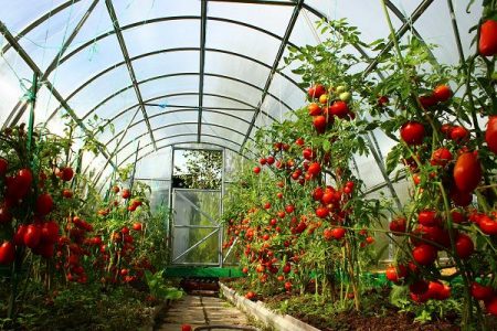 Tomatpleie i drivhuset fra planting til høsting