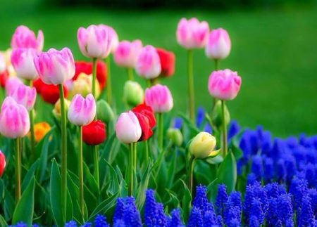 Wanneer tulpen in de herfst binnen planten