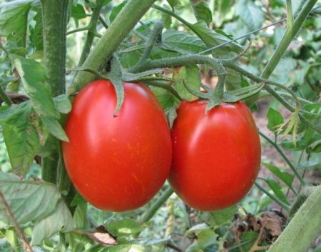 Ang pangangalaga ng kamatis sa greenhouse mula sa pagtatanim hanggang sa pag-aani