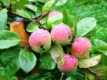 Apple tree Lobo: paglalarawan, larawan, mga pagsusuri