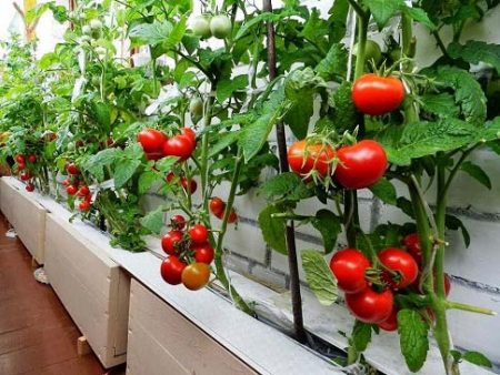 Tomatenverzorging in de kas van planten tot oogst