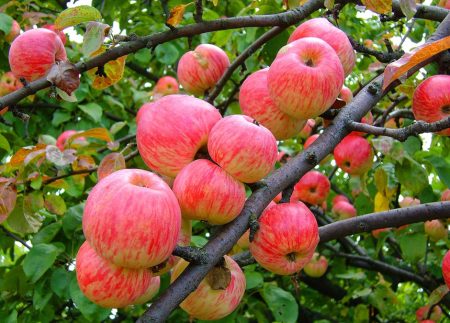 Apple-tree Cinnamon Striped: paglalarawan, larawan, mga pagsusuri