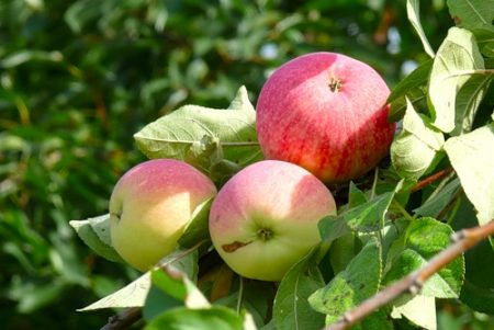 Apple-tree Melba: paglalarawan, larawan, mga pagsusuri