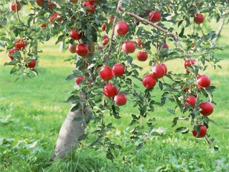 Apple puno Medunitsa: paglalarawan, larawan, mga pagsusuri, landing