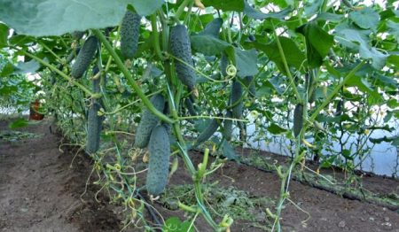 Pag-aalaga ng pipino sa greenhouse, video