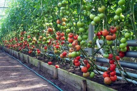 Boorzuur voor tomaten, spuiten