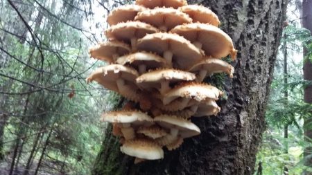 Paddestoelen in de buitenwijken 2016- forum, augustus