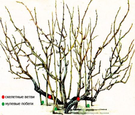 kak-obrezat-smorodinu-posle-sbora-urozhaya