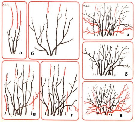 kak-obrezat-smorodinu-posle-urozhaya