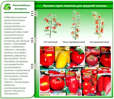 kakie-semena-tomatov-Samye-Luchshie-dlya-Teplic