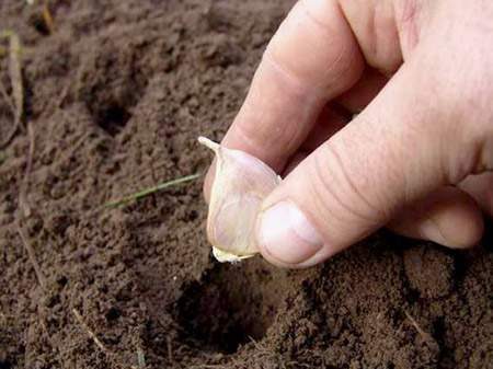 Når skal jeg plante hvitløk om vinteren i 2016