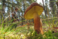 paddestoelen in de buitenwijken voor auto's