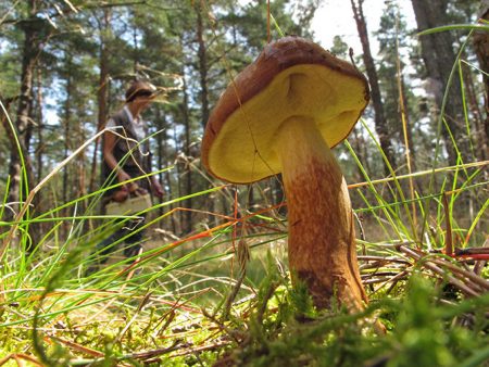 paddestoelen in de buitenwijken voor auto's