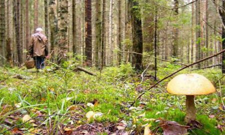 Waar te gaan voor paddestoelen in de regio Moskou 2016 met de auto