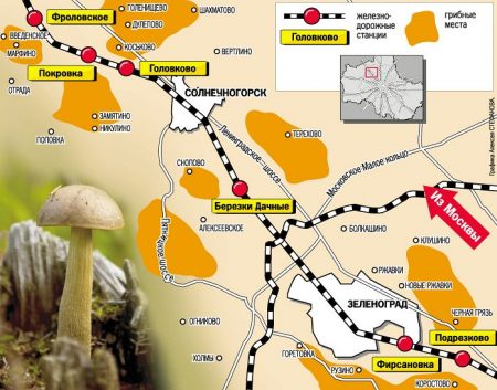 Hvor kan du søke sopp i Moskva-regionen med bil