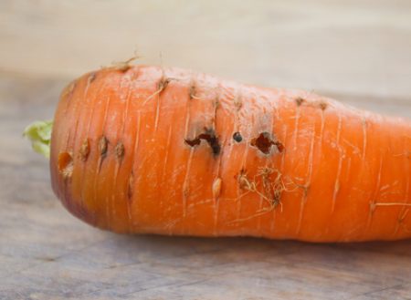 Nasira ang mga pananim na ugat ng larvae ng isang carrot fly.