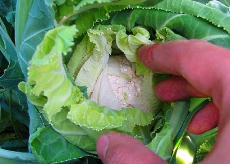 Cauliflower - lumalaki at nagmamalasakit