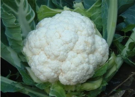 Cauliflower - panlabas na paglilinang at pangangalaga