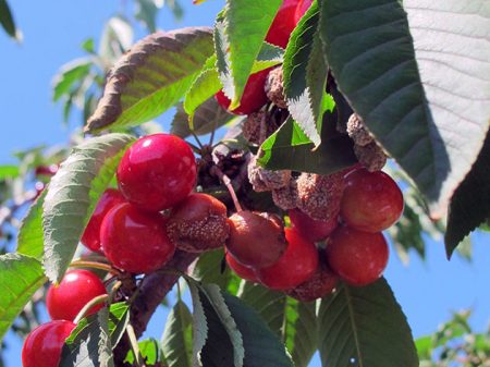 paglalarawan ng sakit sa cherry at mga larawan