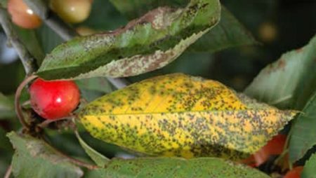 coccomycosis kersen, kersenziektes beschrijving met foto's