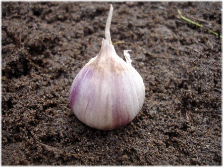 winterknoflook planten