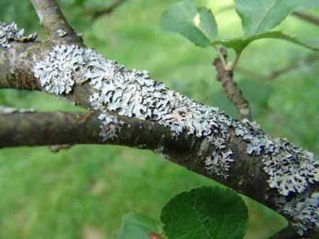 soot fungus paglalarawan ng sakit sa cherry