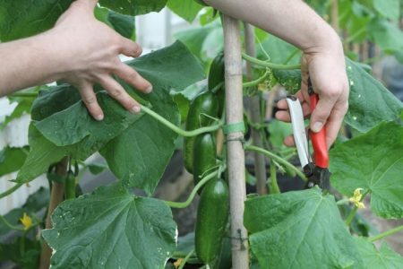 Komkommerzorg in de kas van planten tot oogst, video