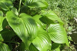 hva du skal plante i skyggen av stedet