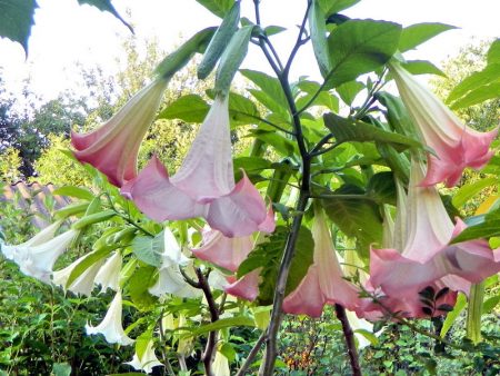 Datura blomsterfoto og beskrivelse