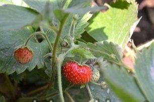 Nag-aayos ng Strawberry