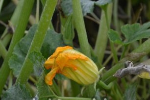 De geheimen van de groeiende courgette