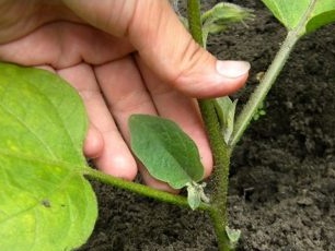 Aubergine in de tuin