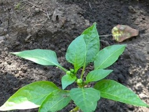 Pepperfrøplanter