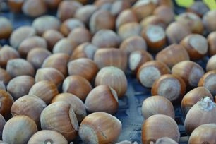 Mga Hazelnuts - mga tampok ng pangangalaga