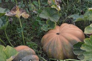 Een levendige vertegenwoordiger van hardgeblafde pompoen is de variëteit van de gymnospermplant