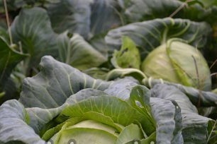 Kenmerken van het kweken van witte kool in de volle grond