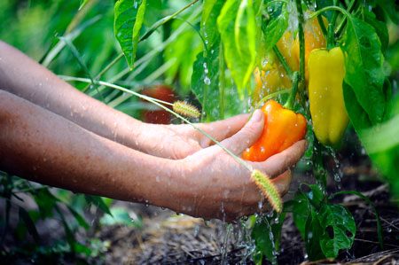 Wat na wortelen te planten voor de volgende