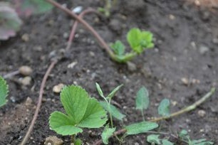 Mga pamamaraan ng pagtatanim para sa remover ng strawberry