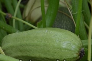 Kenmerken van de groeiende courgette