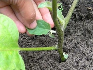 Het is noodzakelijk om de hele zomer op aubergines te knijpen