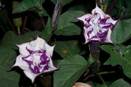 Paglalarawan ng bulaklak ng Datura