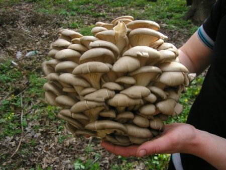 Lumalagong mga kabute ng talaba sa bahay