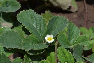 Nestmethode voor het planten van aardbeien