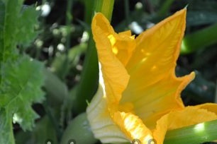 Courgette Verzorging