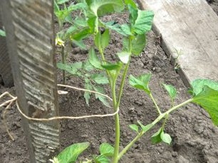 Hoe tomaten goed te binden