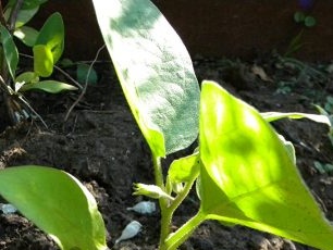 Riktig vanning av aubergine