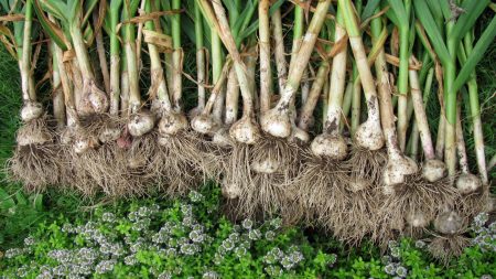 Wat te planten na knoflook