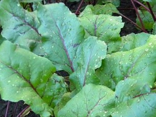 Root dressing beets na may herbal na pagbubuhos