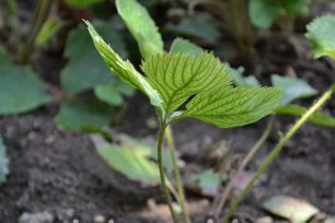 Aardbeien planten